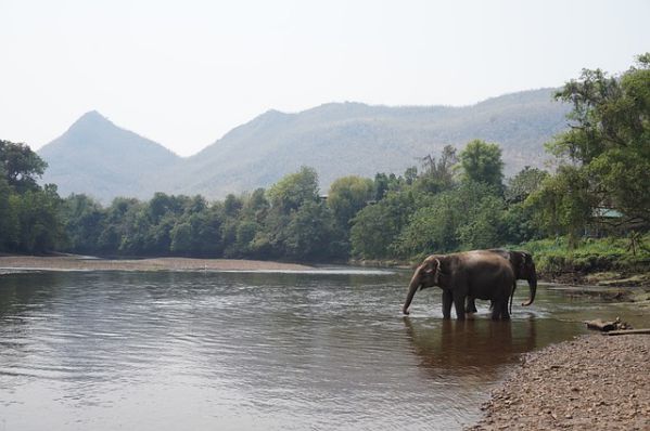 ein Elefant steht im Wasser im Fluss
