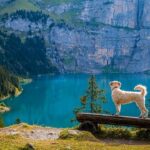 Checkliste für den Urlaub mit Hund
