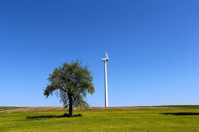 ein Baum und eine Windktraftanlage stehen auf einem Feld