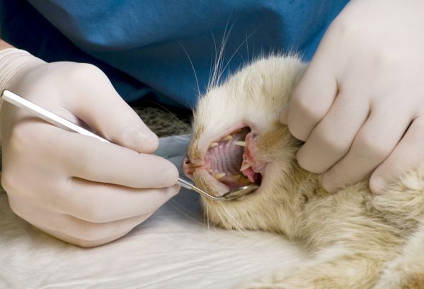 ein tierarzt schaut sich die Zähne einer Katze an