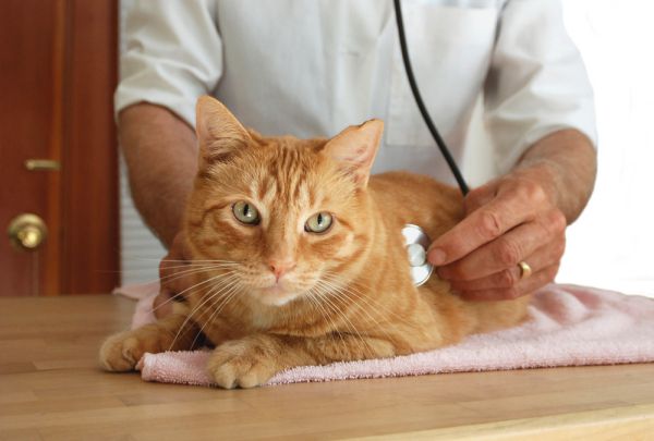 ein Katze wird von einem Tierarzt untersucht