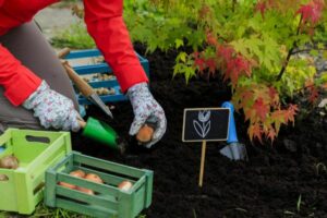 Herbstliche Gartenarbeit: Welche Aufgaben für Hobbygärtner anfallen