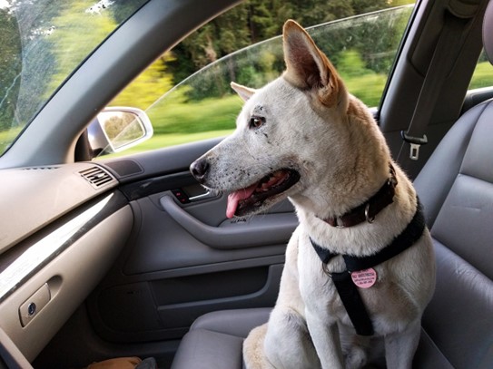 Sicher reisen mit Hund im Auto