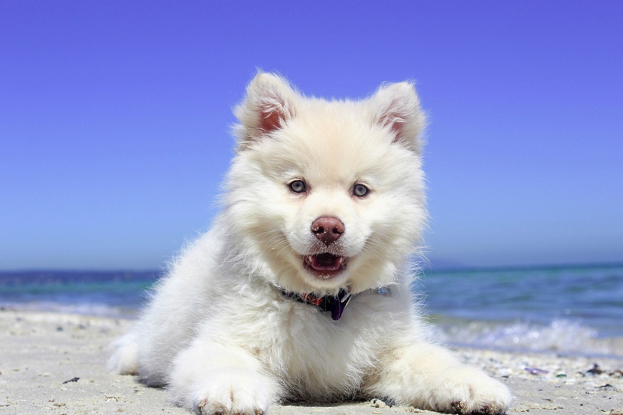 weißer Hund liegt am Strand