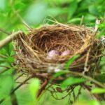 Nesthilfen für den Artenschutz