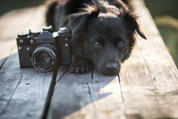 Outdoor-Hundefotografie beim Wandern Outdoor-Hundefotografie beim Wandern
