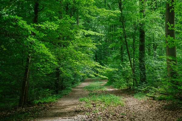 Laubwald ein Waldweg durch einen Laubwald